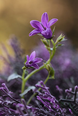 Fototapeta na wymiar Fioletowe kwiaty - Dzwonek