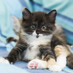 Plakat baby cat of siberian breed, tricolor version