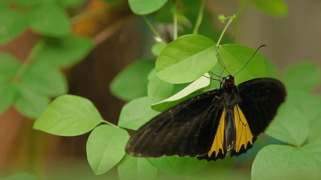 Troides helena, the common birdwing, Butterfly belonging to the family Papilionidae. Colorful insect taking rest on green leaf.
