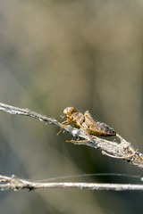 Image of Dragonfly larva dried on nature background. Wild Animals.
