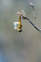 Image of Dragonfly larva dried on nature background. Wild Animals.