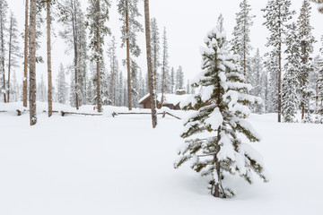 Log Cabin in the snow surrounded by Tall trees
