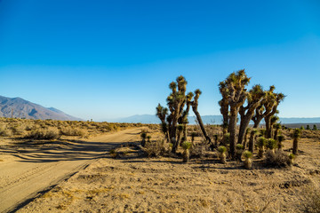 The Joshua Tree