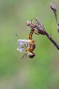 Image of Dragonfly larva dried on nature background. Wild Animals.