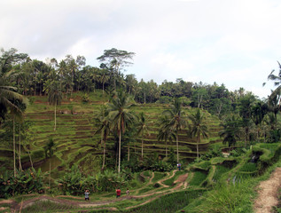 Fototapeta na wymiar Terrace rice fields in Ubud, Bali, Indonesia