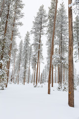 Trees in the snow on a quiet winter day