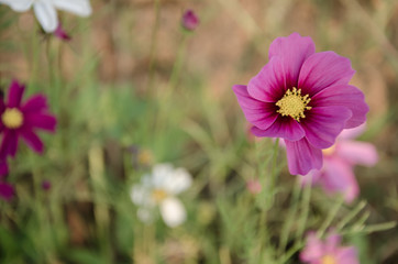 Fototapeta premium Close up Wildflower Cosmos flora while sunset at Singha Park Chiang Rai Thailand.