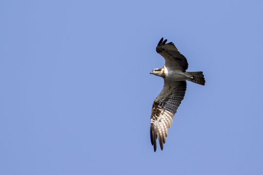Image of falcon in flight on sky. Wild Animals.