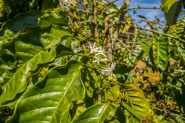 Coffe Da Lat Vietnam