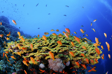 Tropical Coral Reef in the Sea  