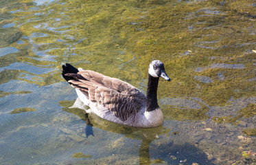 Goose