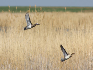 Garganey (Anas querquedula) in flight 