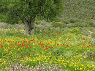 Wild poppies and olive tree in mountains