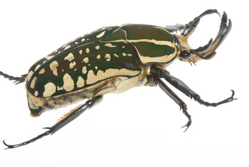 ポリフェムスオオツノカナブン