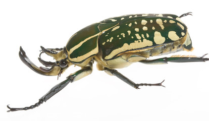 ポリフェムスオオツノカナブン