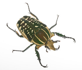 ポリフェムスオオツノカナブン