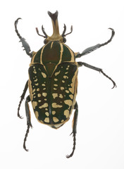 ポリフェムスオオツノカナブン