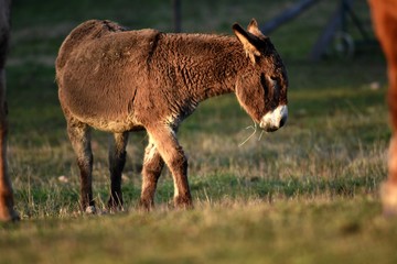 Donkey in nature