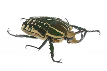 ポリフェムスオオツノカナブン