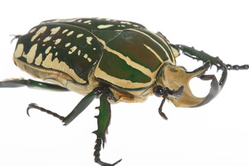 ポリフェムスオオツノカナブン