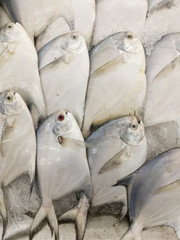 pomfret fish on ice at market