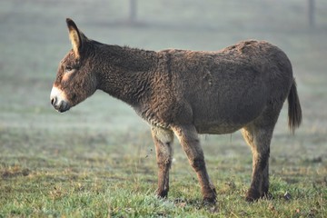 Fototapeta premium Donkey in nature