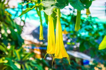 Datura flowers on tree