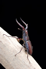 ノコギリクワガタ