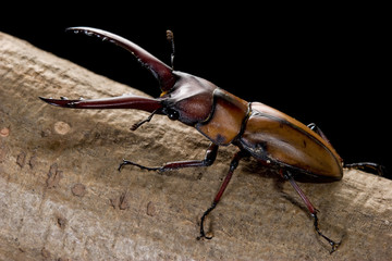 モーニッケノコギリクワガタ