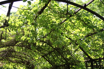 roof loach/ climbing plant, encircled pergola roof