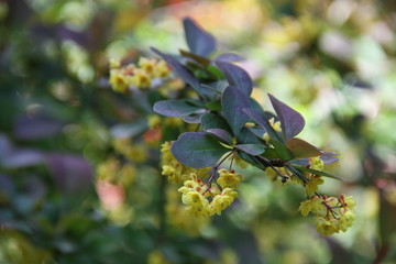 flowering tree/ Detail branches of a blossoming tree
