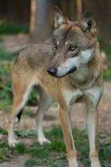Naklejka na ściany i meble Protected wolf breeding in captivity