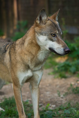 Naklejka na ściany i meble Protected wolf breeding in captivity