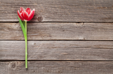 Fototapeta na wymiar Red tulip flower