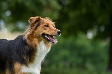 Australian Sehpherd Mix Hund beim Spielen im Park