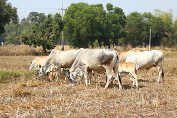 White Bull Tricky release natural food.