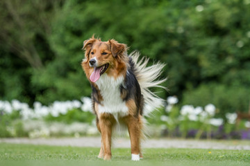 Australian Sehpherd Mix Hund beim Spielen im Park