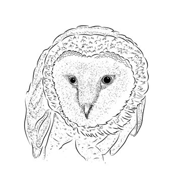 Image Portrait owl. African / indian / totem / tattoo design. Hand draw vector illustration
