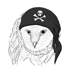 Owl in a pirate bandana. Vector illustration