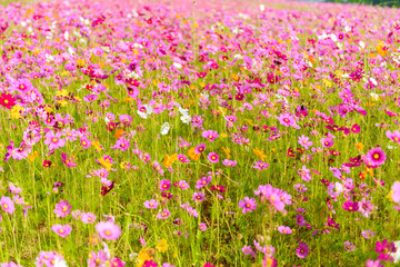 Obraz premium Cosmos flowers blooming