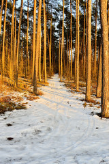 Drzewa w zaśnieżonym lesie