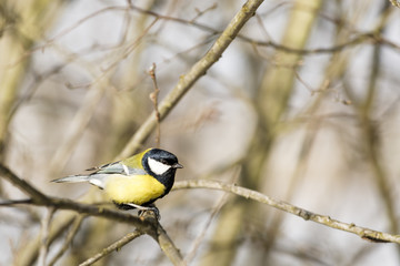 Fototapeta premium Kohlmeise sitzt auf einem Ast