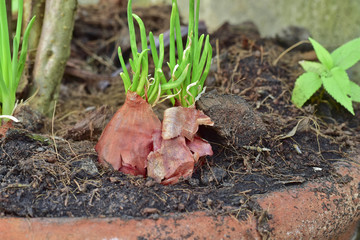growing red shallot bulbs into a pot at home, sprouting green shallot, starting new life, concept idea.