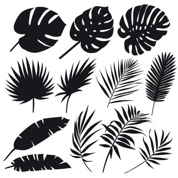 Set of palm leaves silhouettes isolated on white background. Vector EPS10 
