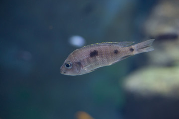 fish from  Tanganika and Malawi lake
