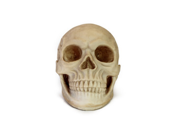 Human Skull Replica - Alternate Front View