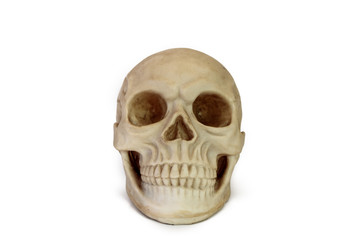 Fototapeta premium Human Skull Replica - Alternate Front View