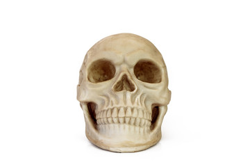 Human Skull Replica - Front View