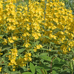 Goldfelberich, Lysimachia punctata
