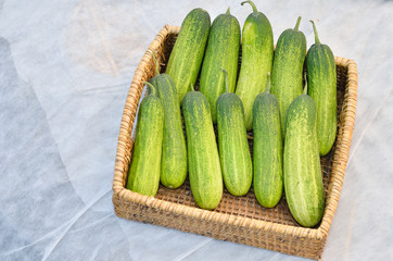 Many green cucumbers in basket